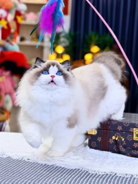 Ragdoll