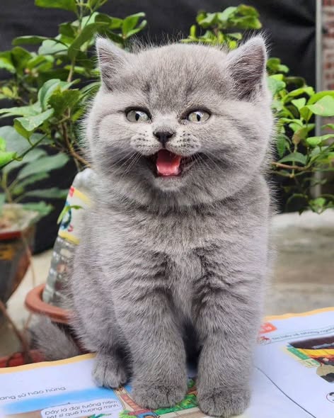 British Shorthair