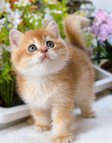 Munchkin