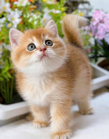 Munchkin