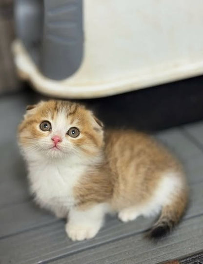 Munchkin Fold