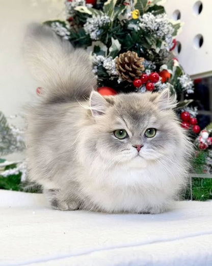 Munchkin