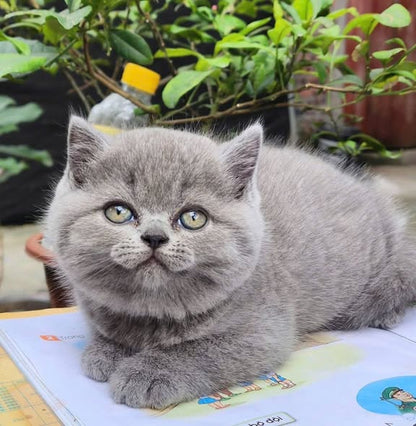 British Shorthair