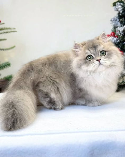 Munchkin