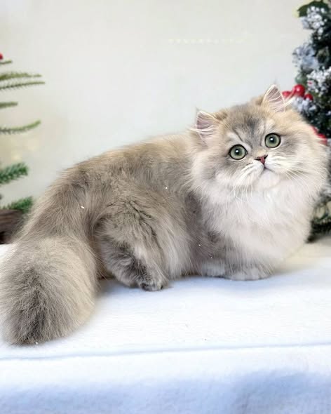 Munchkin