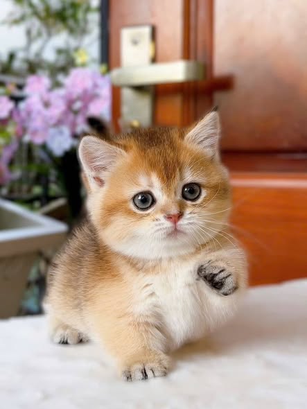 Munchkin