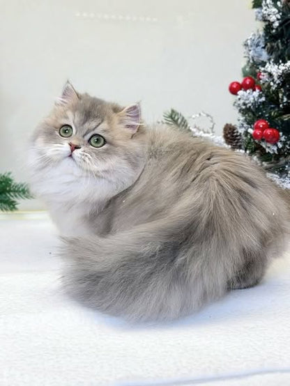 Munchkin