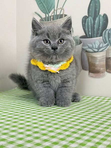 British Shorthair