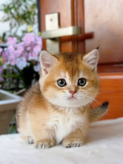Munchkin