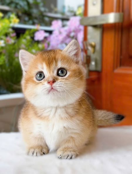 Munchkin