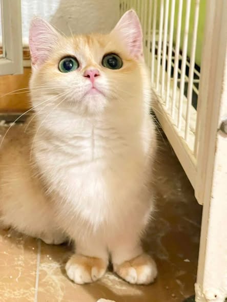 Munchkin
