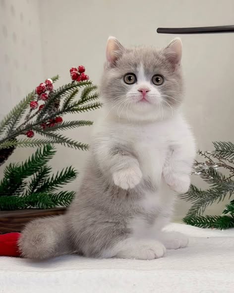 Munchkin