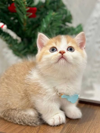 Munchkin