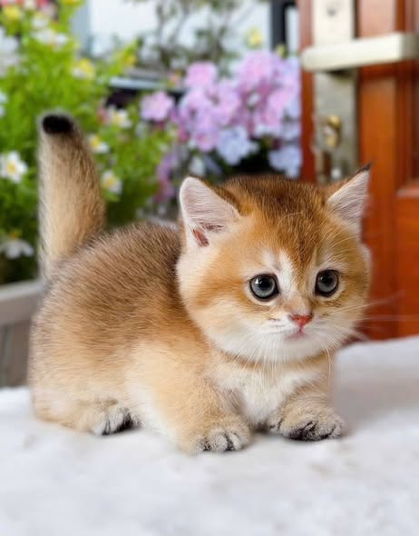 Munchkin