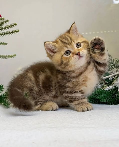 Munchkin