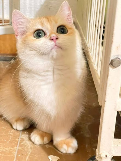 Munchkin