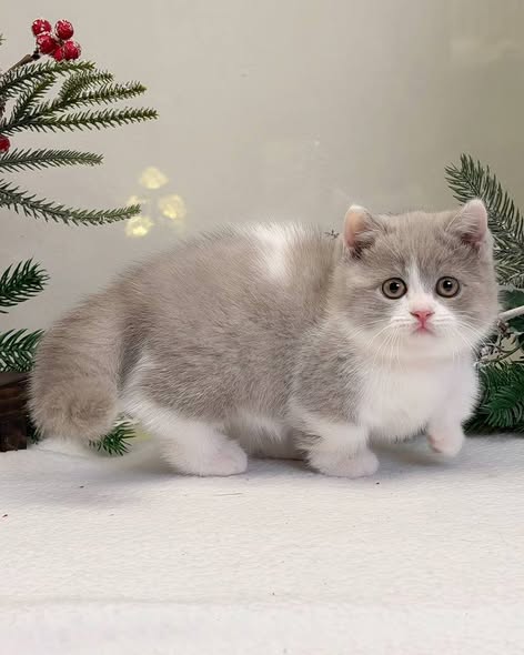 Munchkin