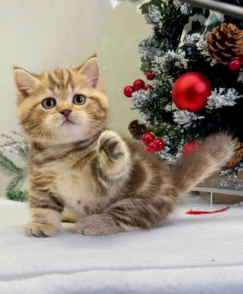 Munchkin