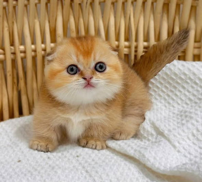 Munchkin Fold