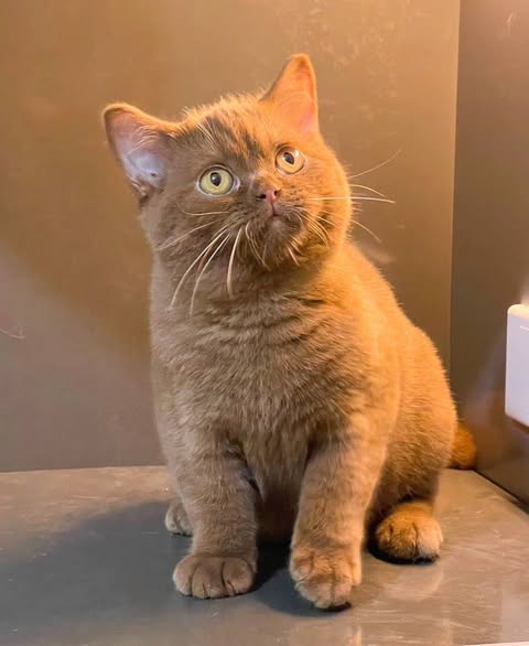 British Shorthair