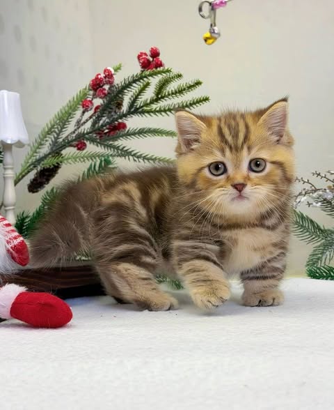 Munchkin