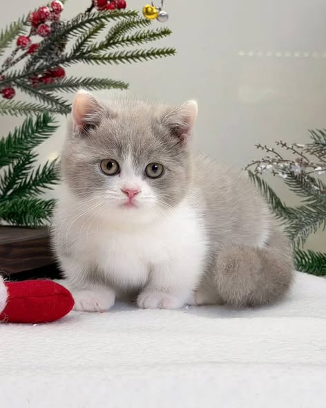 Munchkin