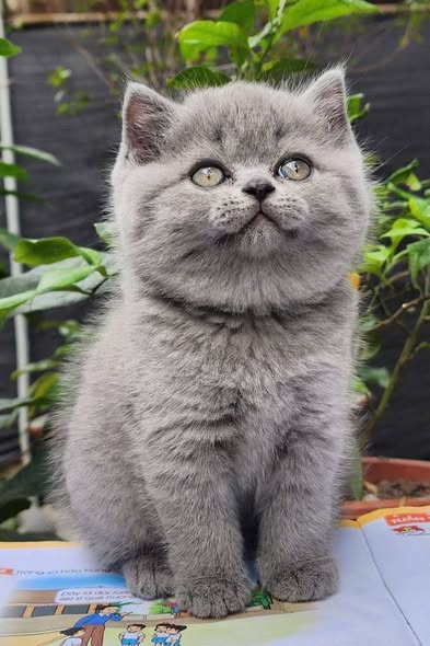 British Shorthair