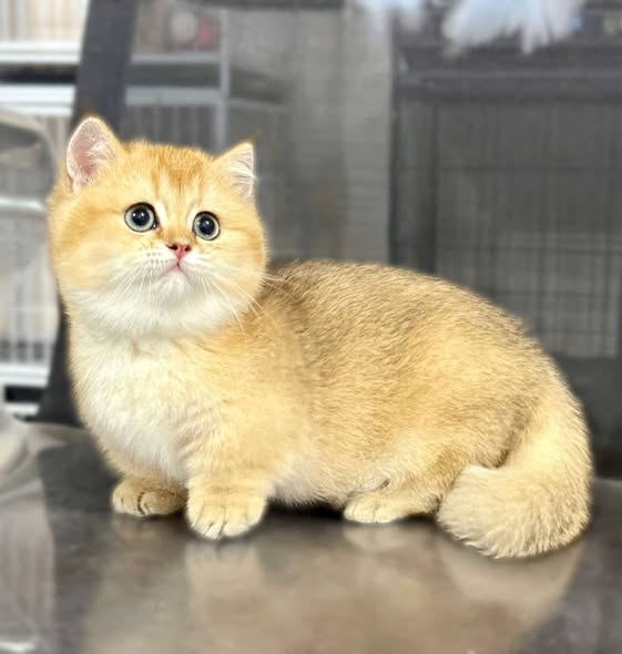 Munchkin