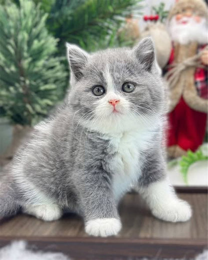 British Shorthair