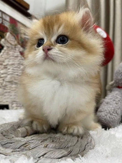 Munchkin Longhair