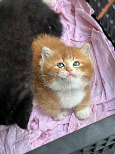 Munchkin