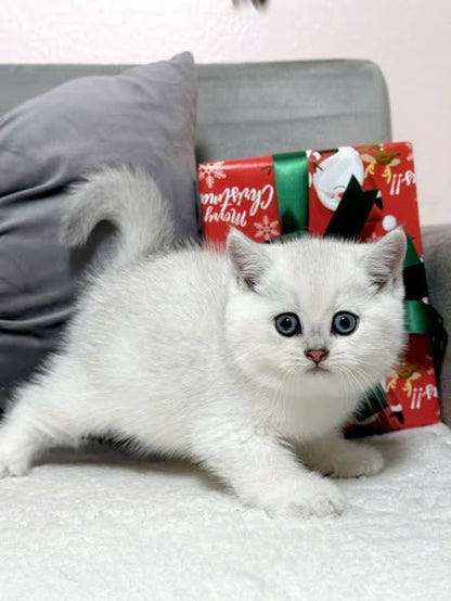British Shorthair