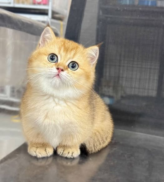 Munchkin