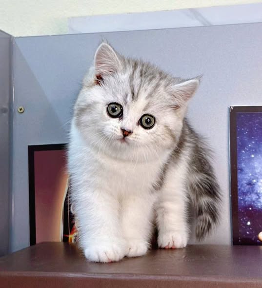 British Shorthair