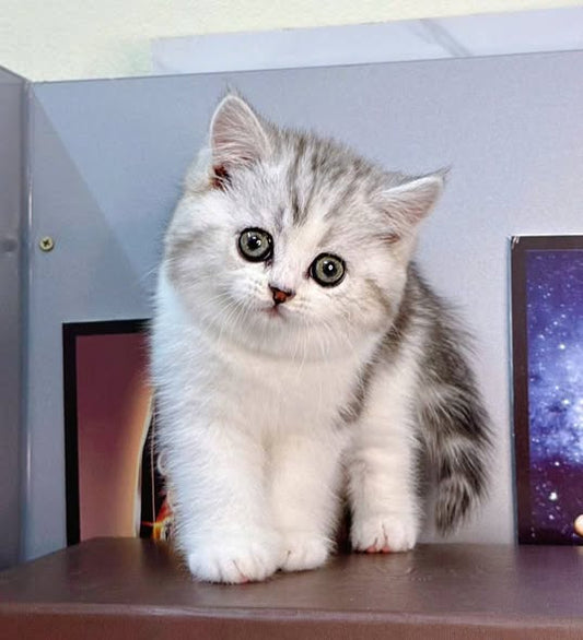 British Shorthair