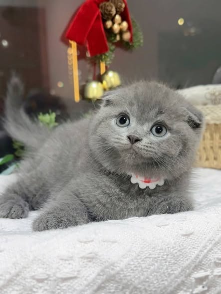 Scottish Fold