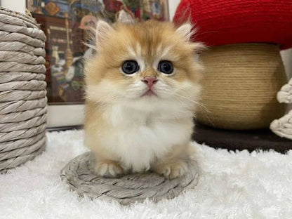 Munchkin Longhair