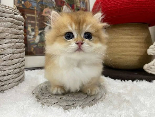 Munchkin Longhair