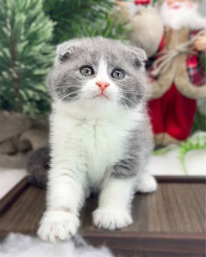 Scottish Fold