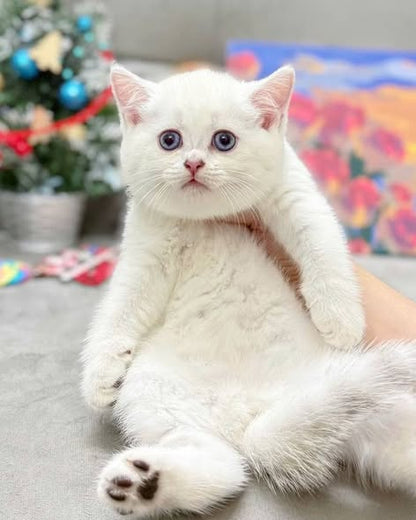 British Shorthair