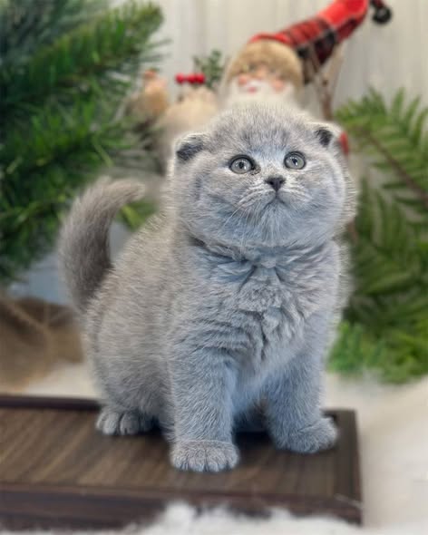 Scottish Fold