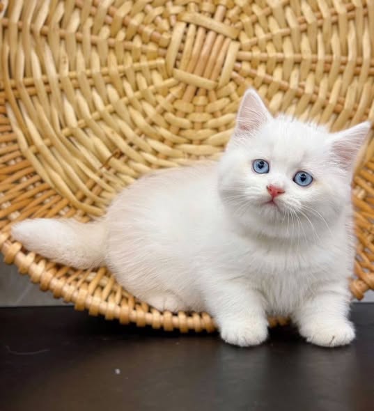Munchkin