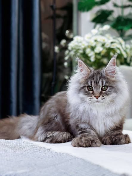 Maine Coon