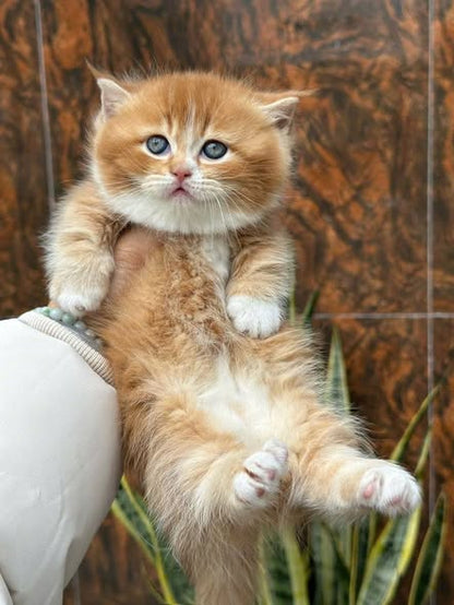 Munchkin