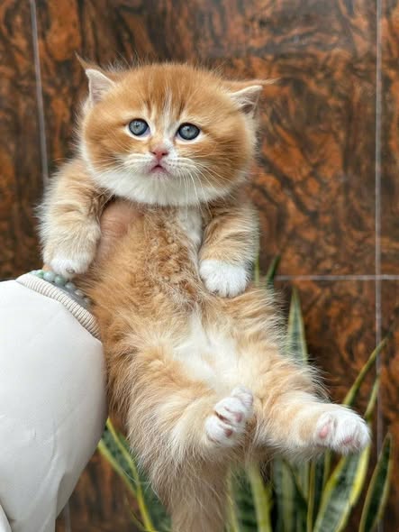 Munchkin