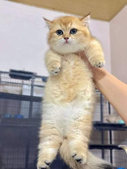 Munchkin