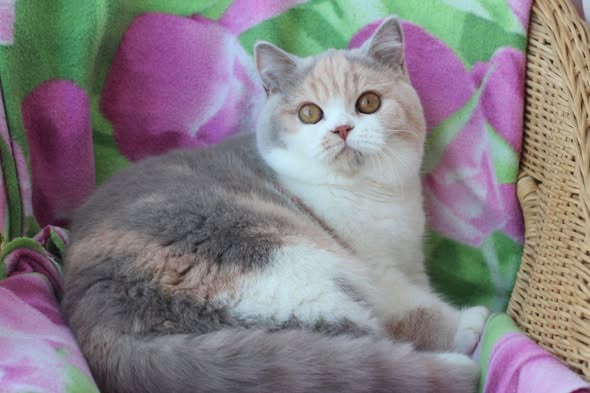British Shorthair