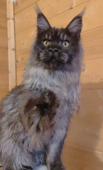 Maine Coon