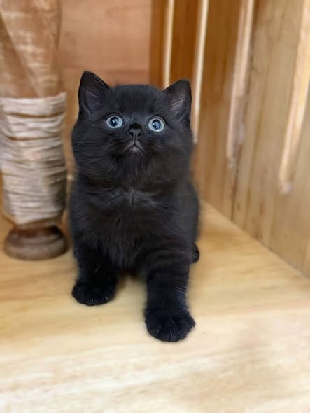British Shorthair