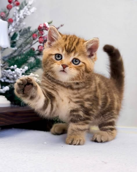 British Shorthair